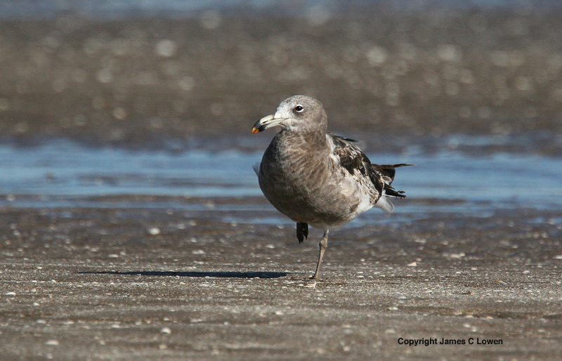 Olrogs Gull