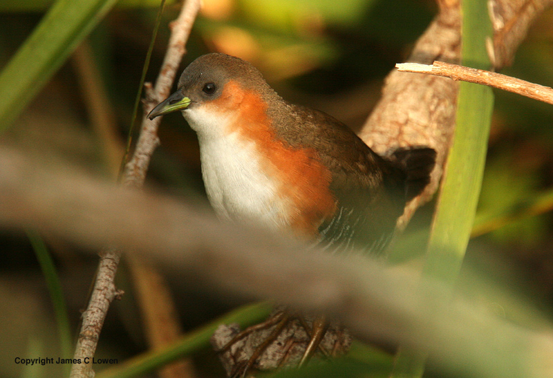 Rufous-sided Crake