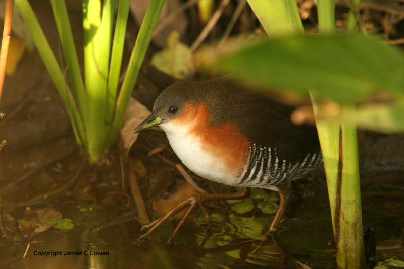 Rufous-sided Crake