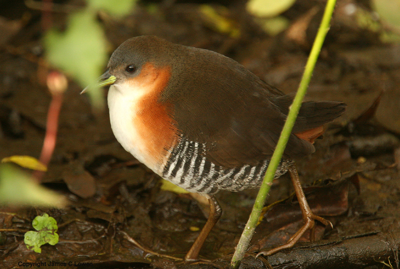Rufous-sided Crake