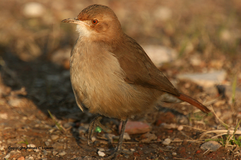 Rufous Hornero