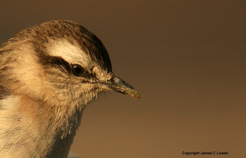 Chalk-browed Mockingbird