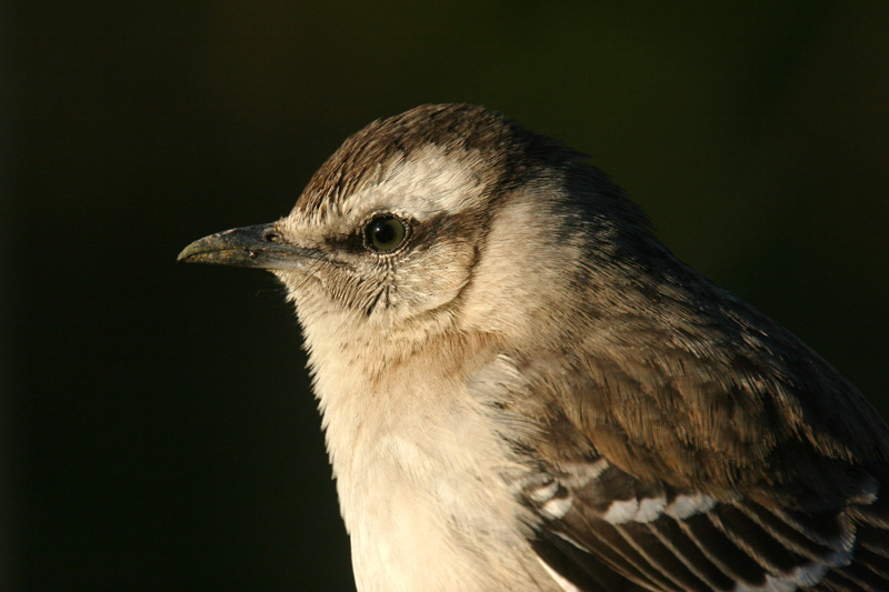 Chalk-browed Mockingbird