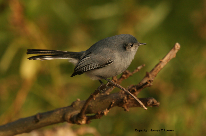 Masked Gnatcatcher