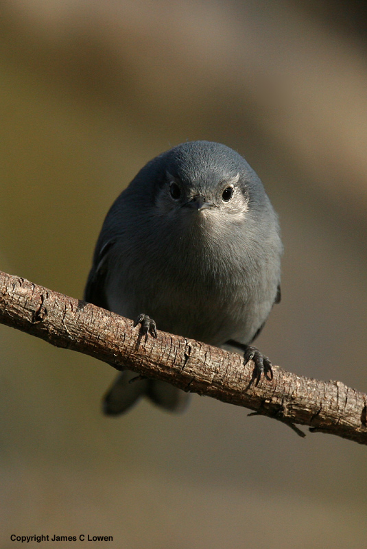 Masked Gnatcatcher