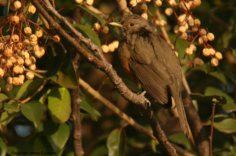 Rufous-bellied Thrush