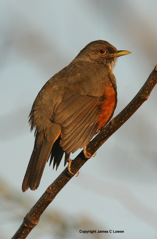 Rufous-bellied Thrush