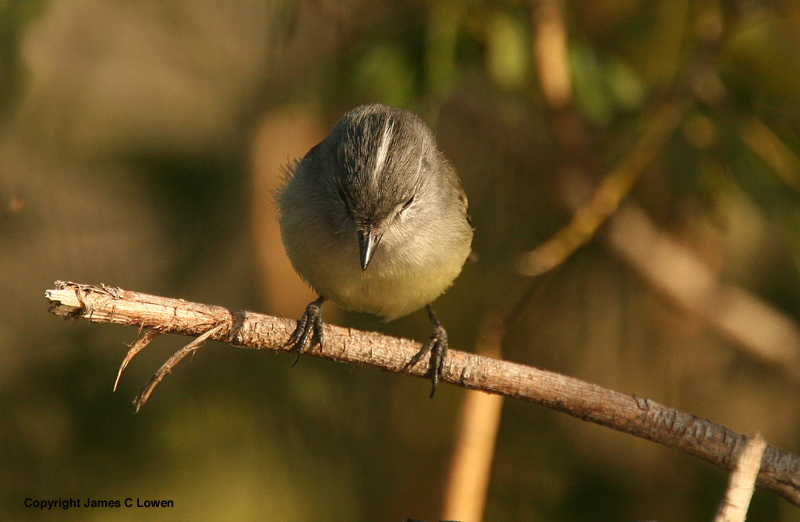 White-crested Tyrannulet