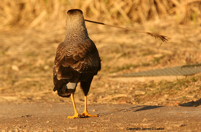 Southern Caracara