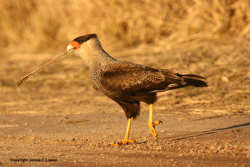 Southern Caracara