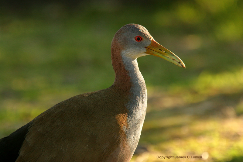 Giant Wood-rail