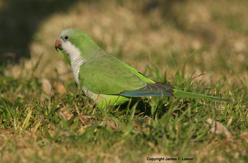 Monk Parakeet