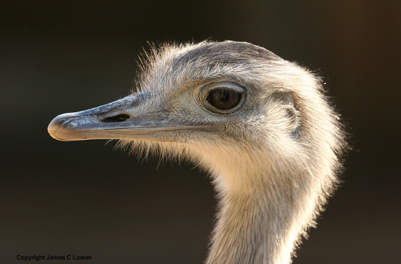 Lesser Rhea