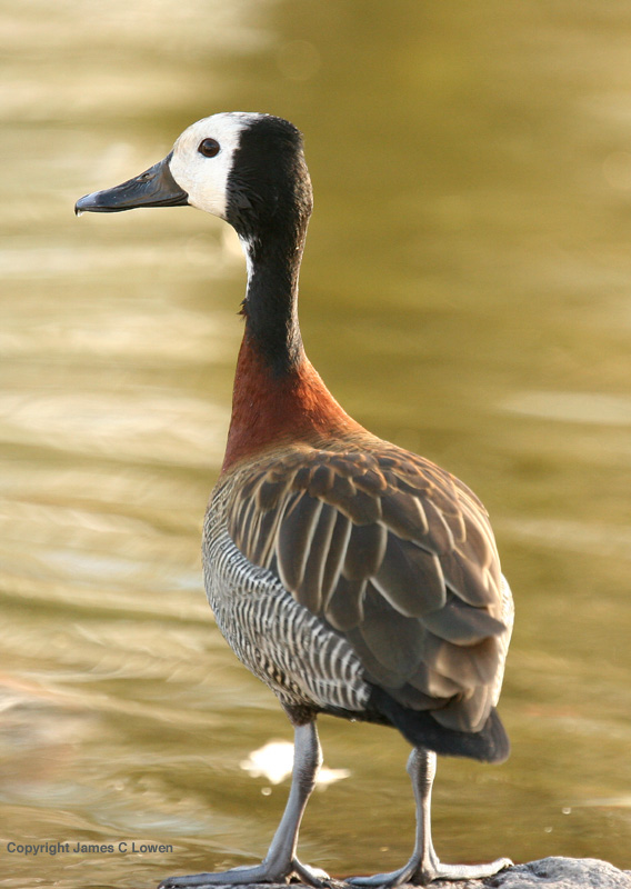 White-faced Whistling-duck