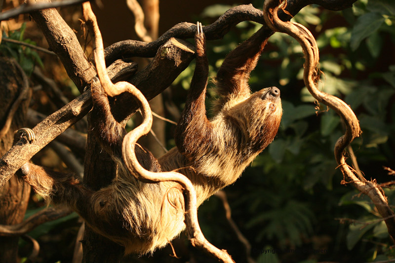 Three-toed Sloth
