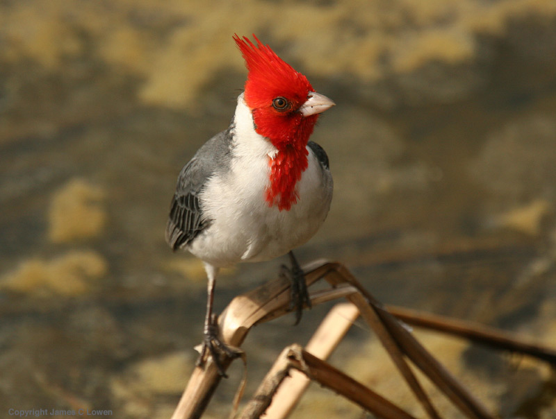 Red-crested Cardinal