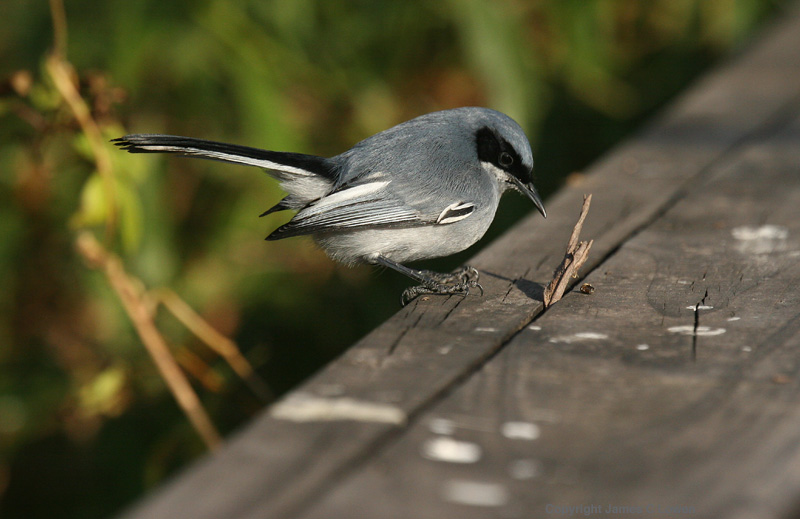Masked Gnatcatcher