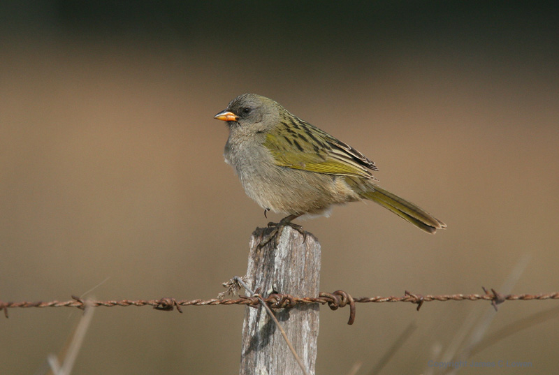Great Pampas Finch