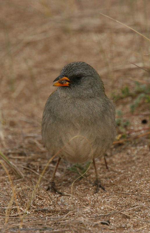 Great Pampas Finch