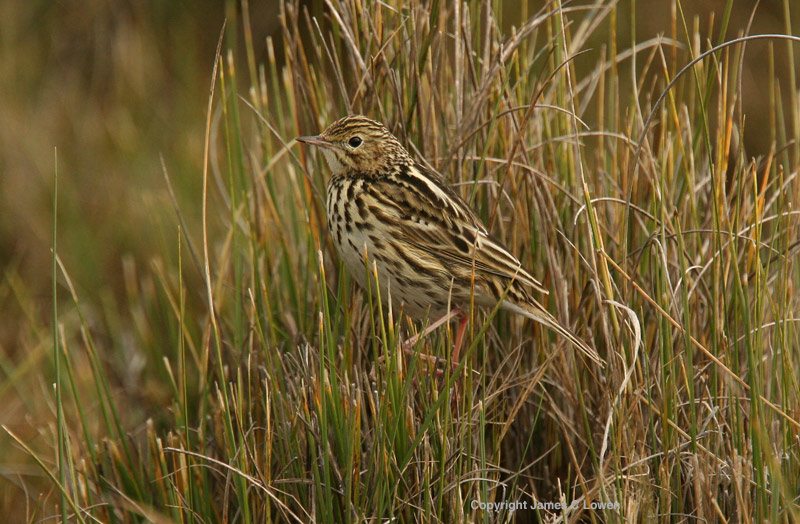 Correndera Pipit