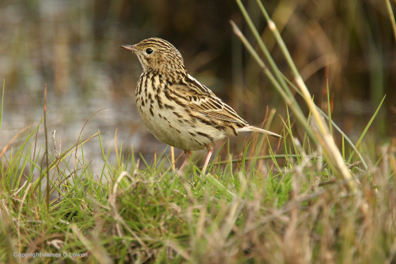 Correndera Pipit