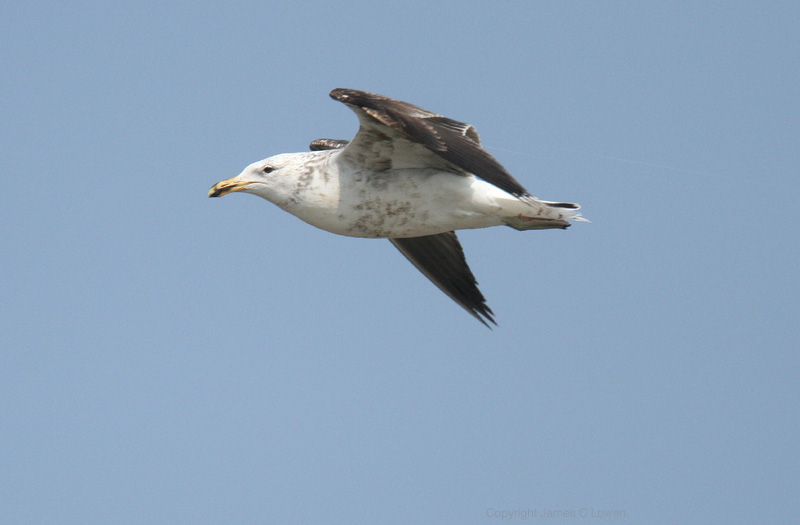 Kelp Gull