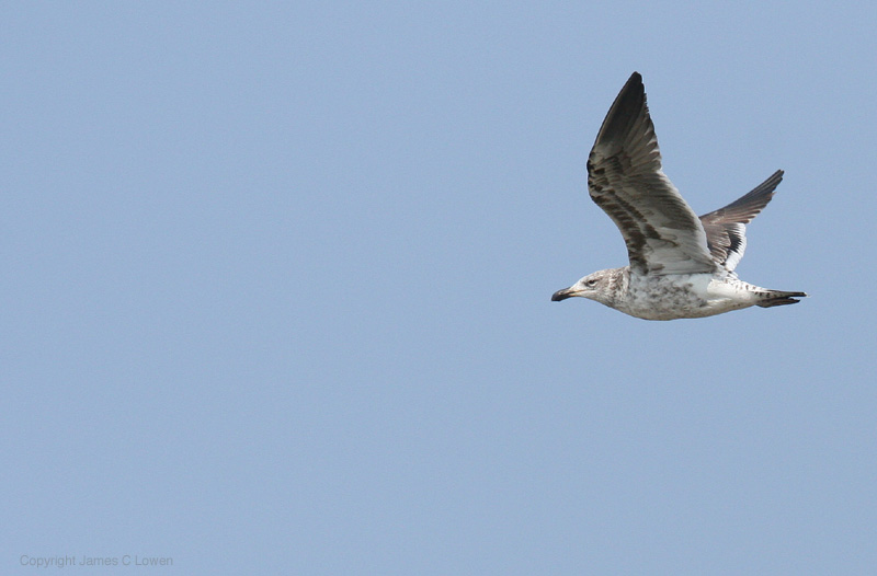 Kelp Gull