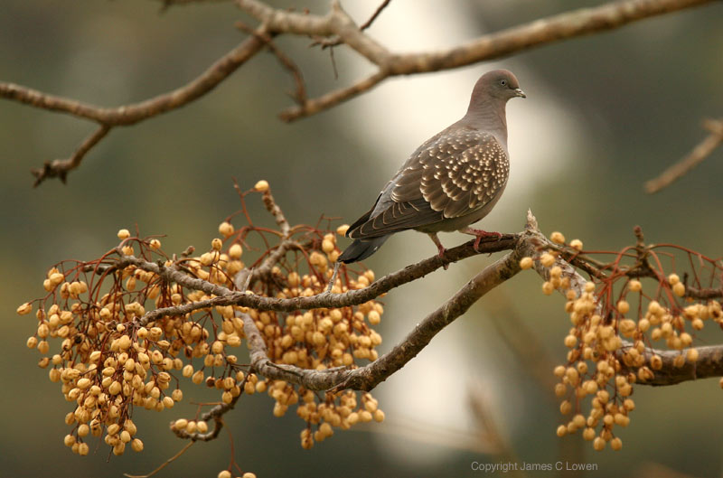 Spot-winged Pigeon