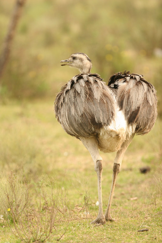 Greater Rhea