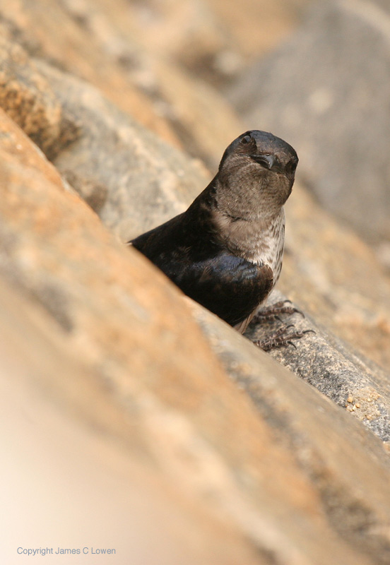 Grey-breasted Martin