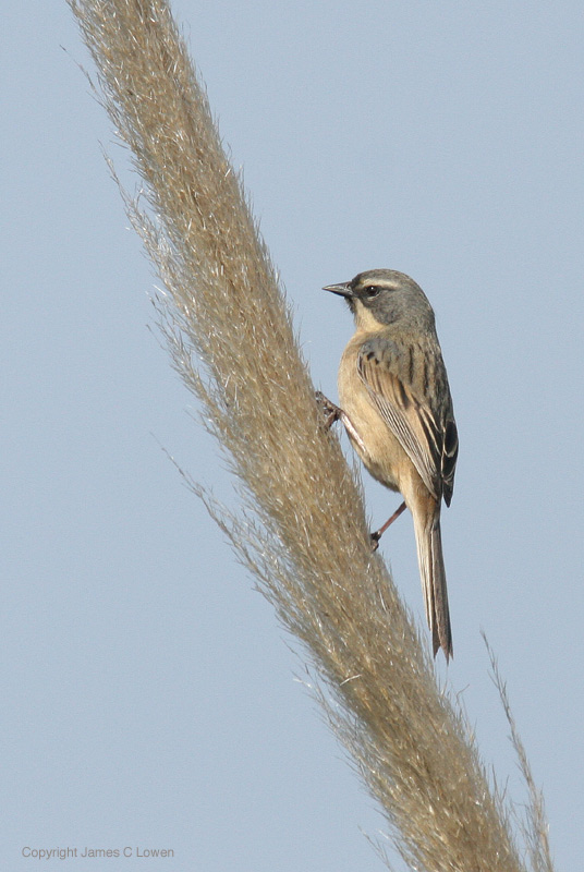 Long-tailed Reedfinch