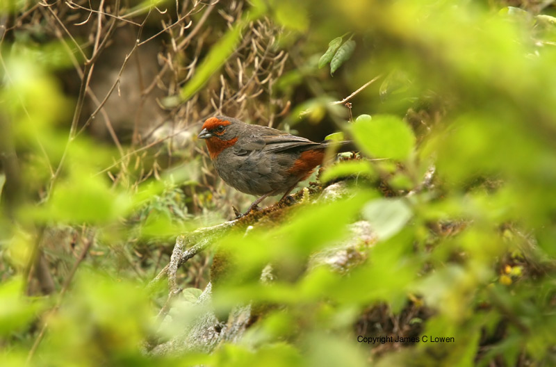 Tucuman Mountain-finch