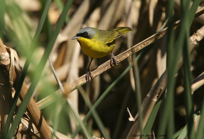 Masked Yellowthroat