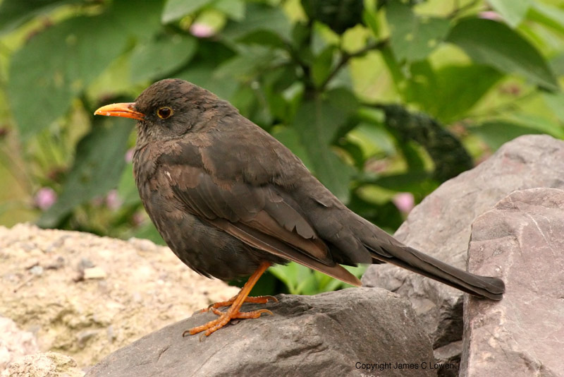 Chiguanco Thrush