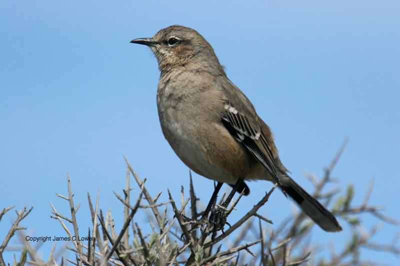 Patagonian Mockingbird
