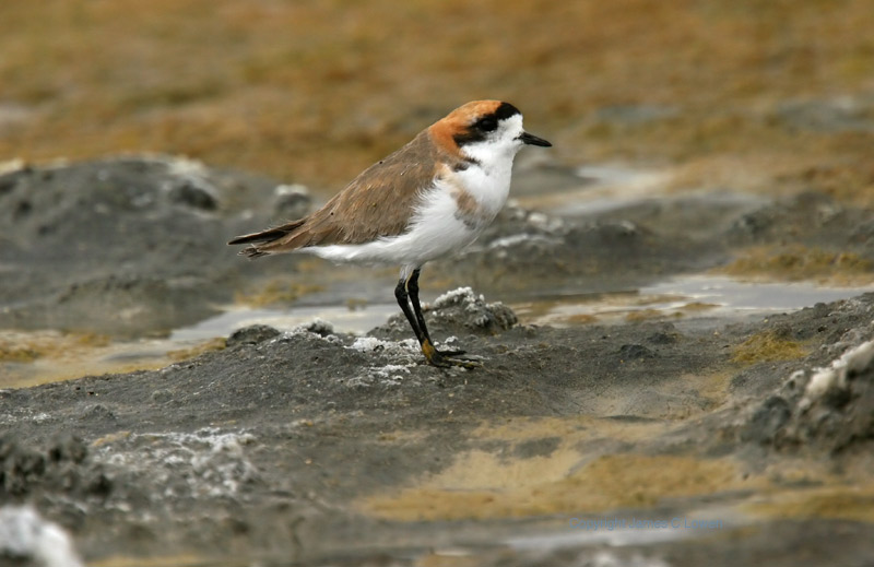Puna Plover