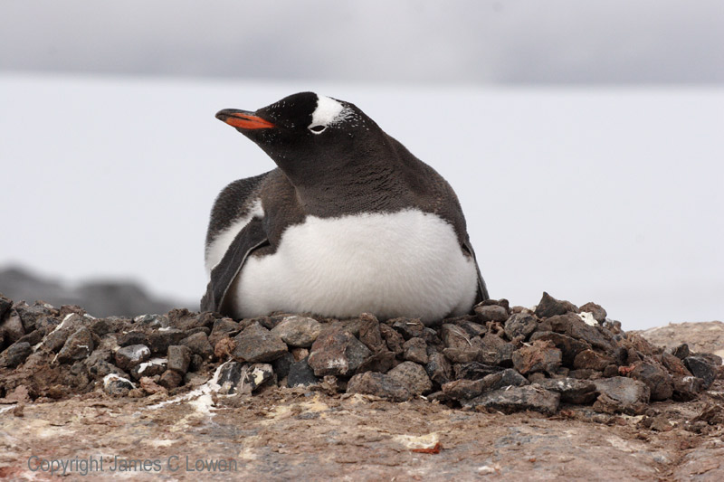 Gentoo Penguin