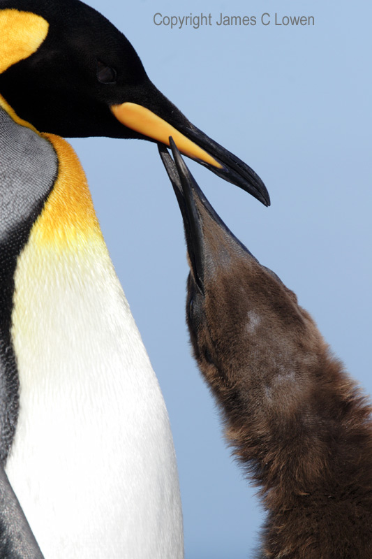 King Penguin and chick