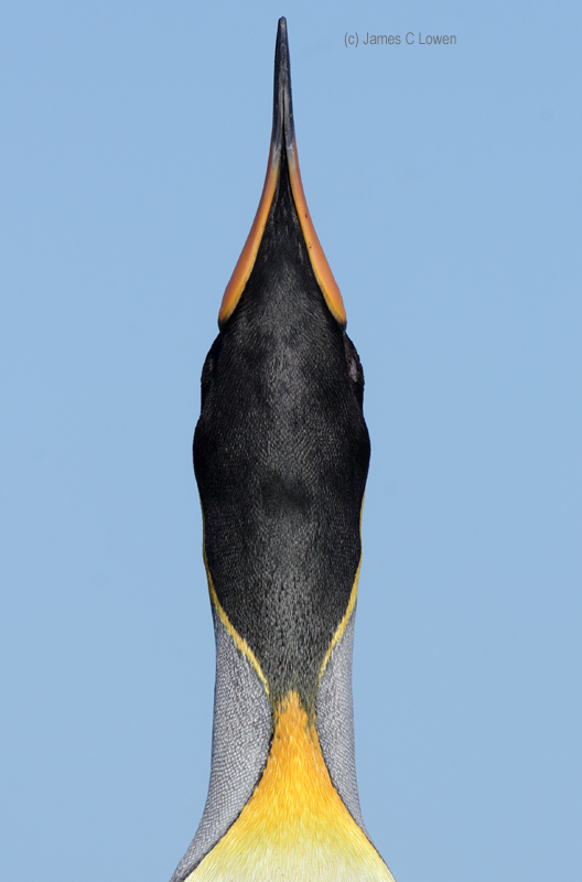 King Penguin calling