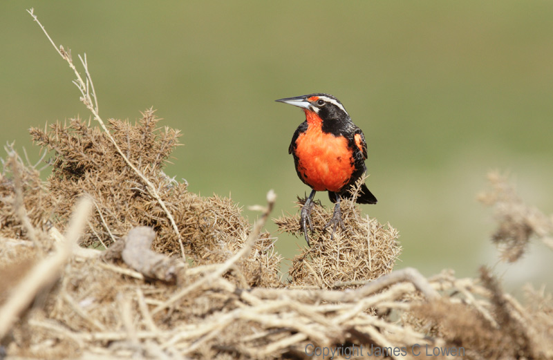 Long-tailed Meadowlark