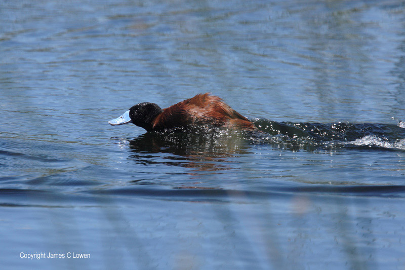 Andean Ruddy Duck