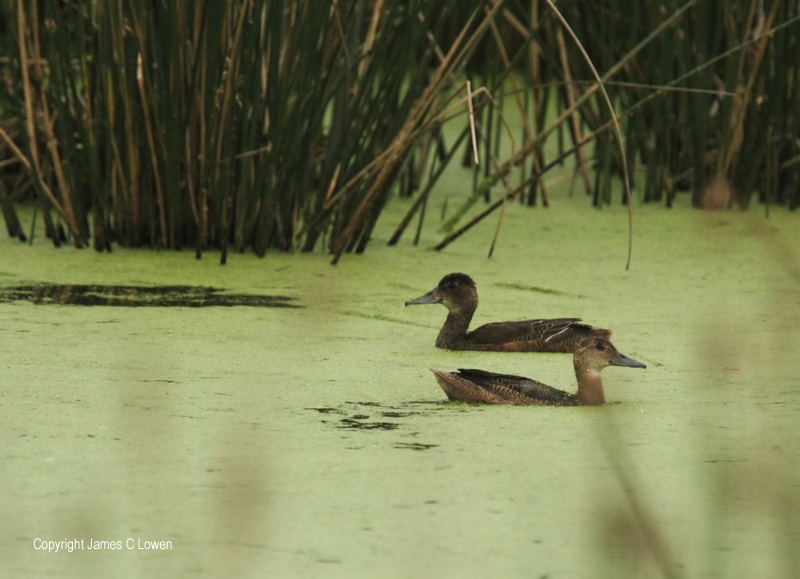 Black-headed Ducks