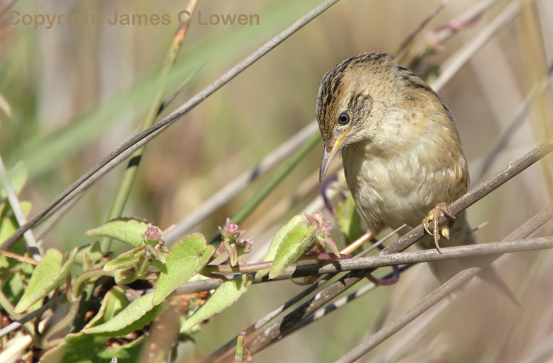 Bay-capped Wren-spinetail