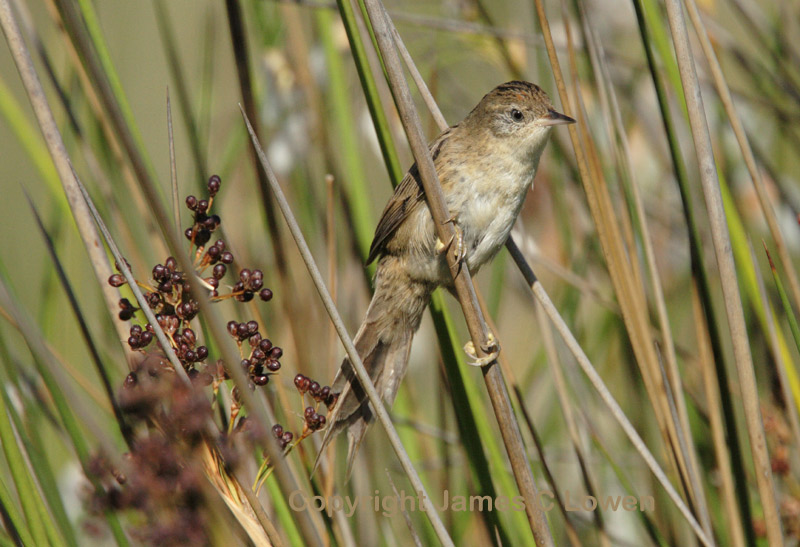 Bay-capped Wren-spinetail