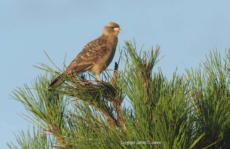 Chimango Caracara