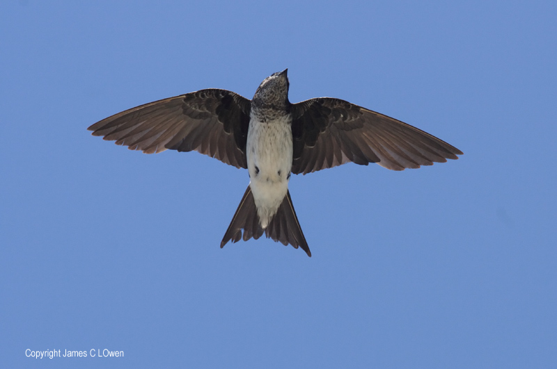 Grey-breasted Martin