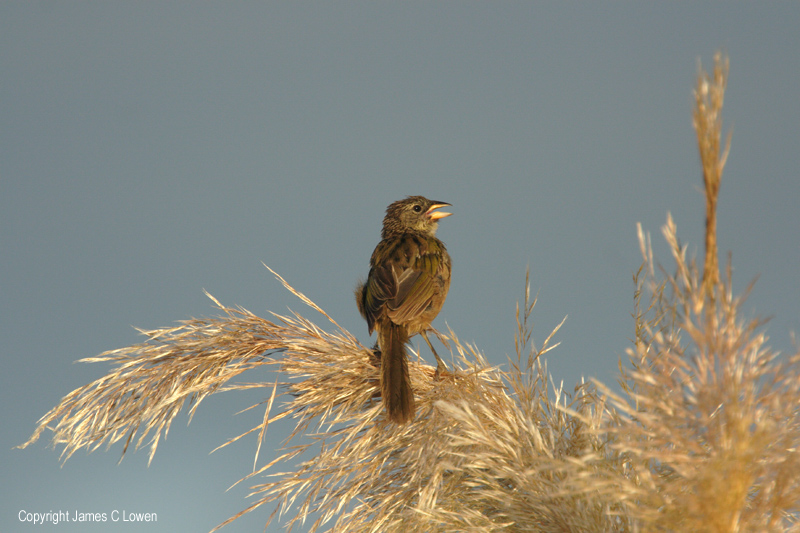 Great Pampas Finch