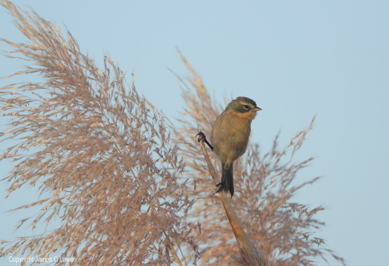 Long-tailed Reed-finch