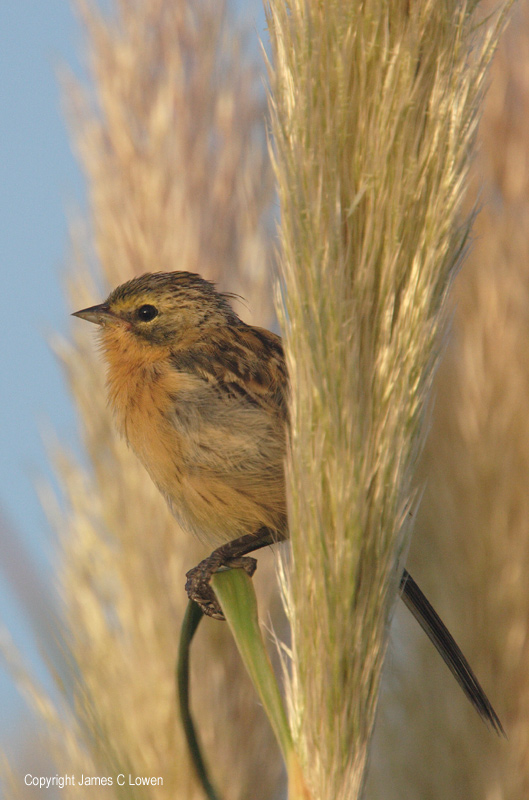 Long-tailed Reed-finch