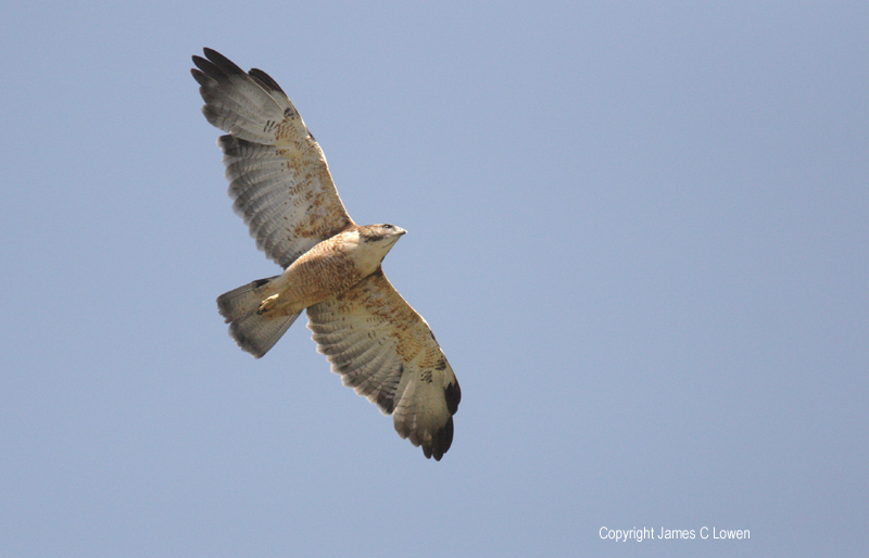 Variable Hawk